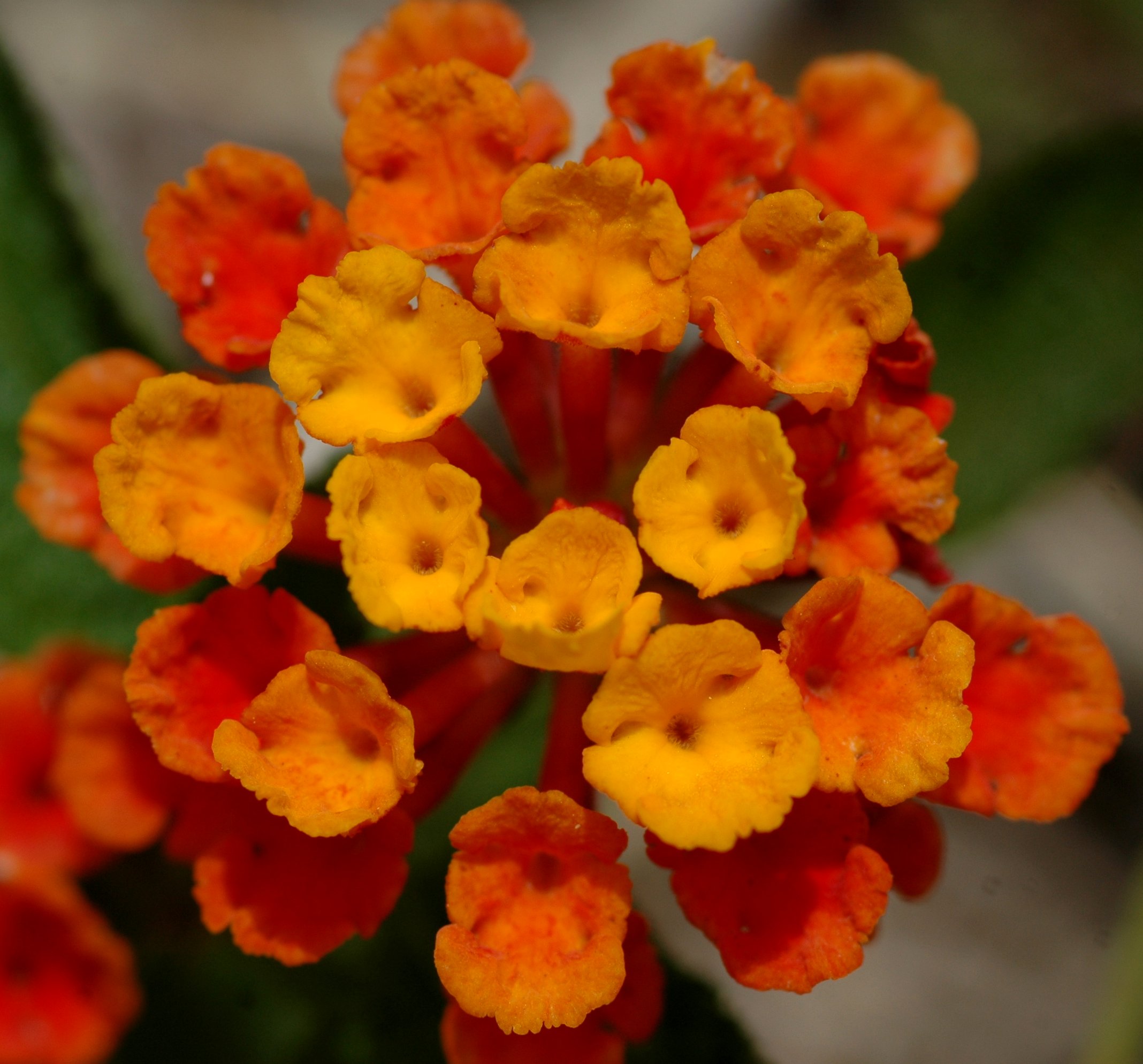 20070606-5373-yellow-and-orange-flowers